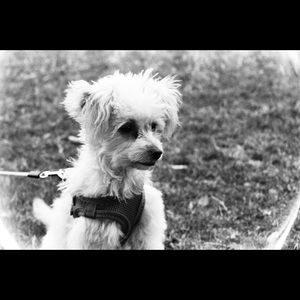 Meet your Posher, Ravi